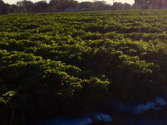 2013 Florida crop pics